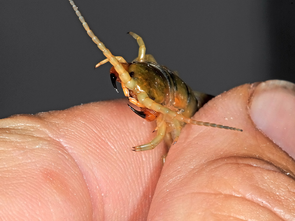 Scolopendra?